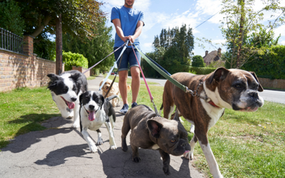Paseador de Perros