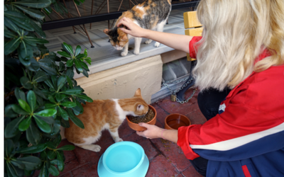 Alimentación de Mascotas