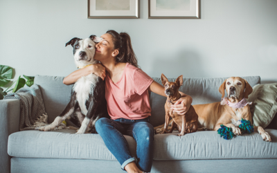Amigos Caninos