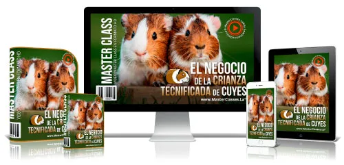 El Negocio de la Crianza Tecnificada de Cuyes