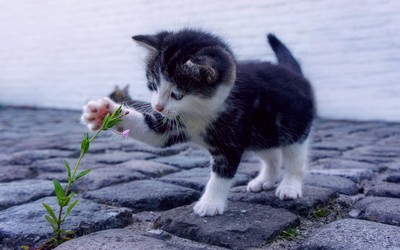 Gatito Jugueton