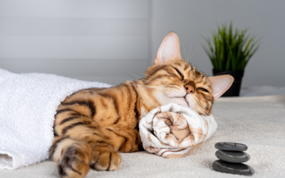Gato descansando