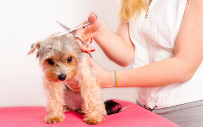 Peluquería Canina