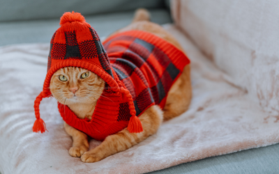 Ropa para Gato