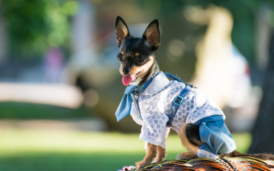Ropita de Perro